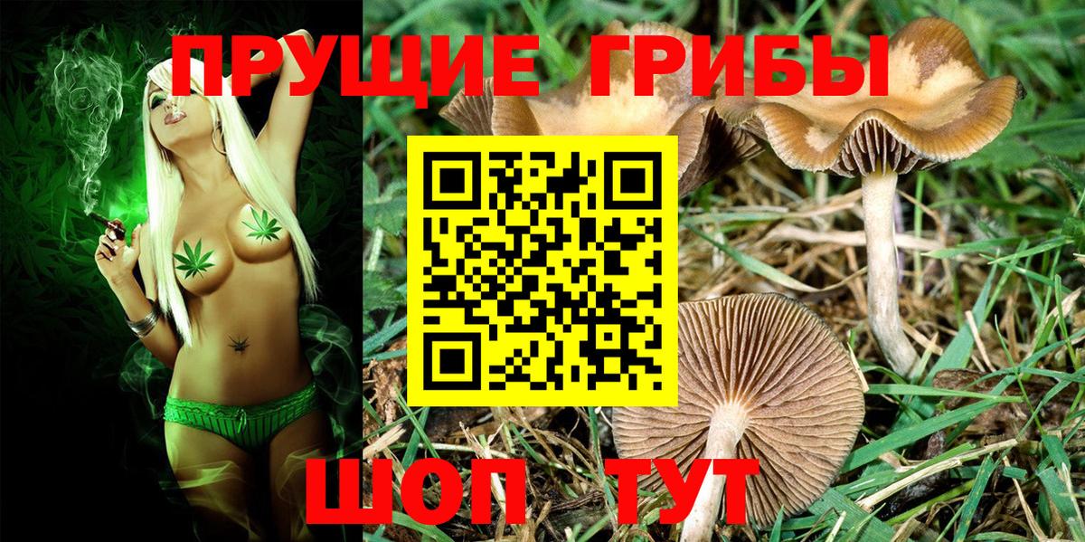 Галлюциногенные грибы Cubensis Зима